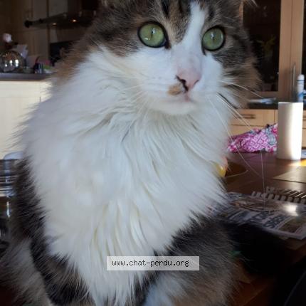 Blue Chat Perdu A Paizay Le Sec Chat Perdu France Blue Chat Perdu A Paizay Le Sec Chat Perdu France