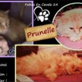 Chat Perdu Ou Trouve Dordogne 24 France