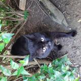 Chat Trouve Val De Marne 94 France Chat Trouve Val De Marne 94 France