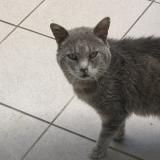 Chat Perdu Ou Trouve Bordeaux Gironde 33 France Chat Perdu Ou Trouve Bordeaux Gironde 33 France