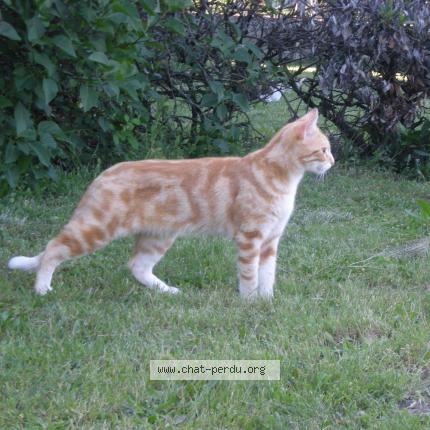 Photo 1/1 Loquito dit Titi Chat perdu à Domerat