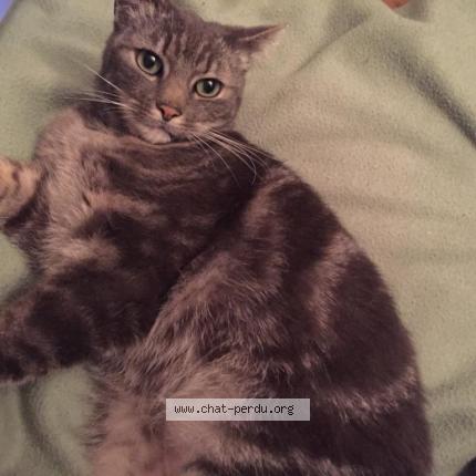 Dali Chat Perdu A Montmorency Chat Perdu France Dali Chat Perdu A Montmorency Chat Perdu France