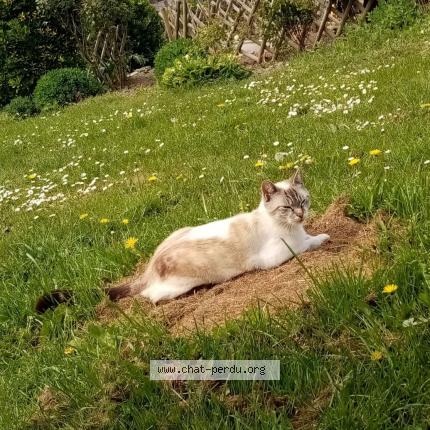 Olive Chat Perdu A Saint Meen Le Grand France Chat Perdu France