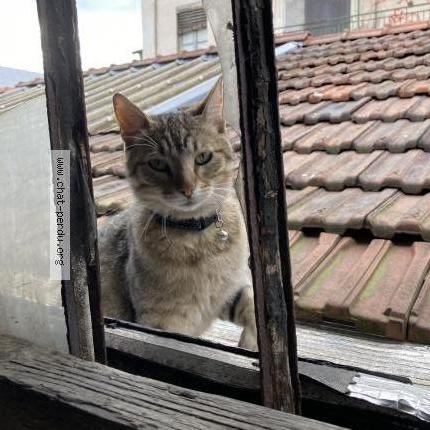 Saku Chat Perdu A Lyon Chat Perdu France