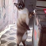 Chat Siamois A Donner Belgique Chat Siamois A Donner Belgique