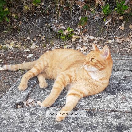 Moumou Chat Perdu A Saint Andre De La Marche Chat Perdu France