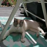 Chat Trouve Val De Marne 94 France