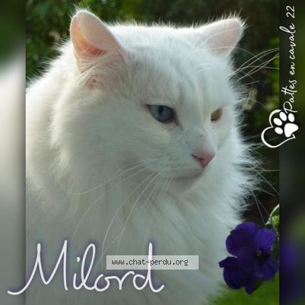 6193 Milord Chat Perdu A Dinan Chat Perdu France 6193 Milord Chat Perdu A Dinan Chat Perdu France
