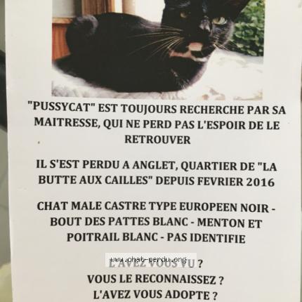 Pussycat Chat Perdu A Anglet Chat Perdu France
