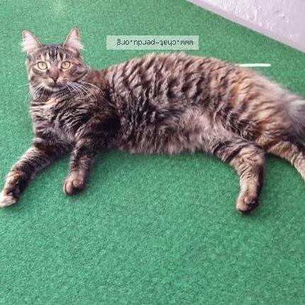 Photo 1/1 Louna Chat perdu à Bouge chambalud