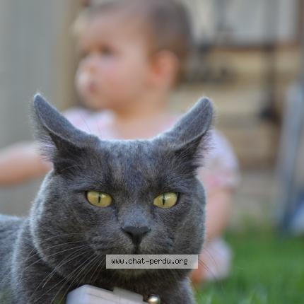 Poussin Chat Perdu A Riantec Chat Perdu France