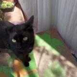 Chat Trouve Herault 34 France Chat Trouve Herault 34 France