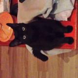 Chat Perdu Ou Trouve Puy De Dome 63 France Page 2 13 Chat Perdu Ou Trouve Puy De Dome 63 France Page 2 13