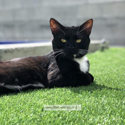 6127 Le Nain Chat Perdu A Medis Chat Perdu France