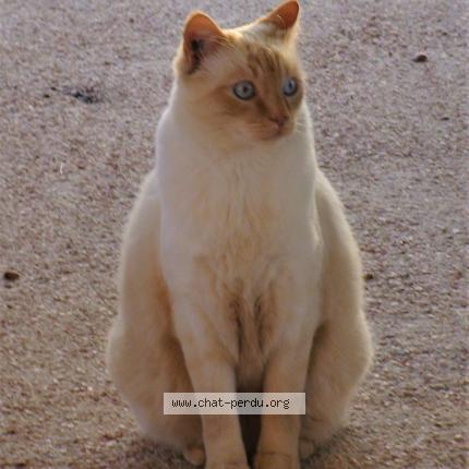 Azrael Chat Perdu A Muret Chat Perdu France