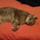 Photo de chat perdu à Le Rheu