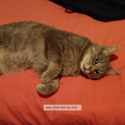 Photo 1/1 Chat retrouvé Perdu à Le rheu