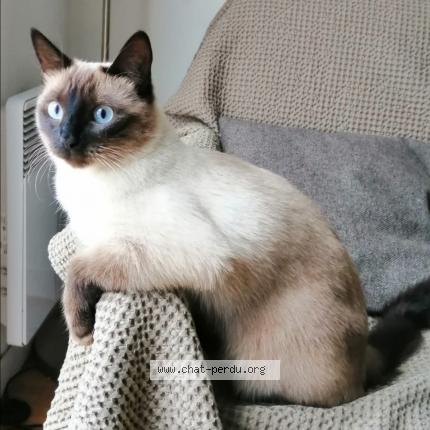 Platie Chat Perdu A Lyon Chat Perdu France