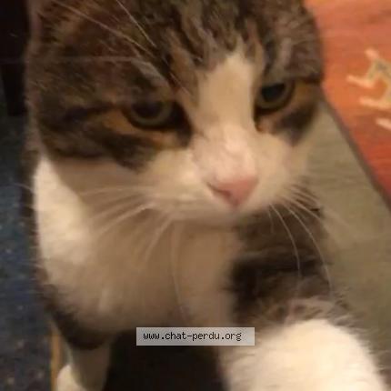 Minou Chat Perdu A Wiwersheim Chat Perdu France