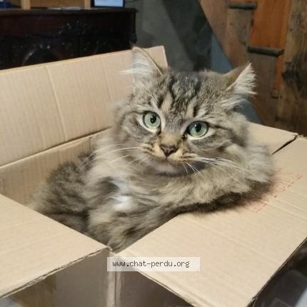 Photo 1/1 ONNA Chat perdu à St apollinaire de rias