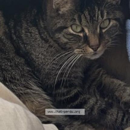 Photo 1/1 PEPITE Chat perdu à Maulette