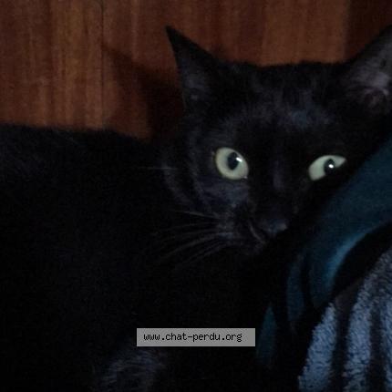 Chat Trouve A Toulon Chat Perdu France Chat Trouve A Toulon Chat Perdu France