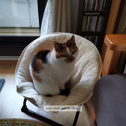 Photo 1/1 Moa Chat perdu à Pessac