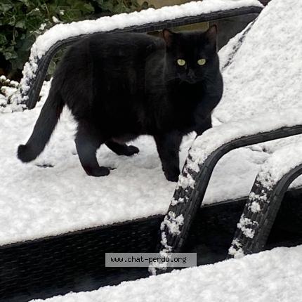 Photo 1/1 WANI Chat perdu à Bavent