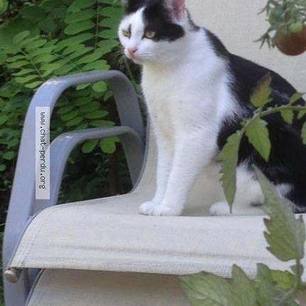 Photo 1/1 LOUKI Chat perdu à Esvres