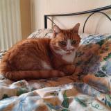 Chat Perdu France Publication Immediate Et Gratuite Chat Perdu France Publication Immediate Et Gratuite