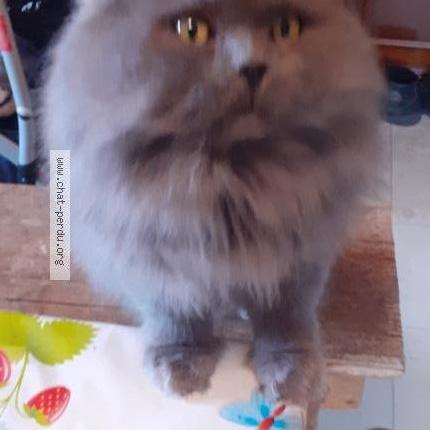 Sans Nom Surnom Ma Caille Chat Perdu A St Julien Le Roux Chat Perdu France