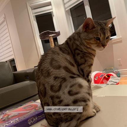 Minnie Chat Perdu A Candiac Chat Perdu Canada Minnie Chat Perdu A Candiac Chat Perdu Canada