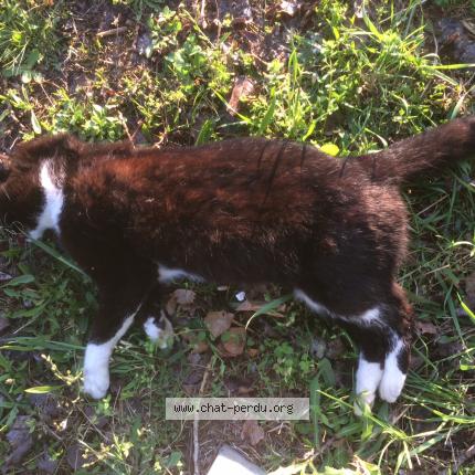 Chat Trouve A Lozanne Chat Perdu France Chat Trouve A Lozanne Chat Perdu France