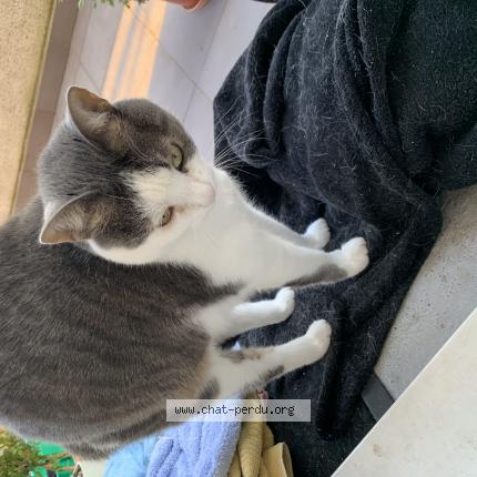 Photo 1/1 Mimiche Chat perdu à Chevreuse