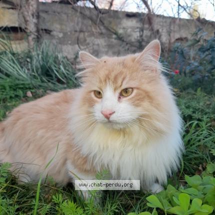 Photo 1/1 Edouard Chat perdu à Montech