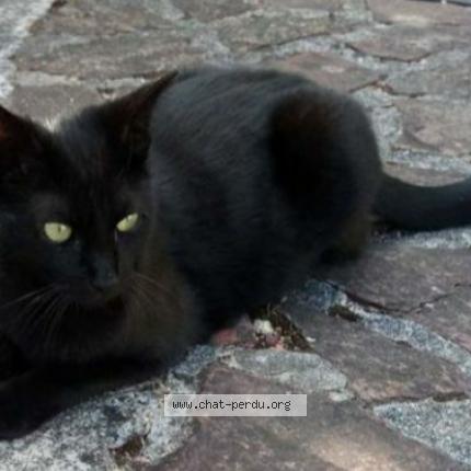 Minou Chat Perdu A Mitry Mory Chat Perdu France