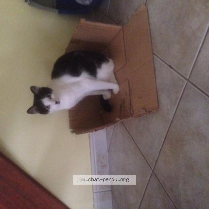 Photo 1/1 Pépètte Chat perdu à Marcille raoul