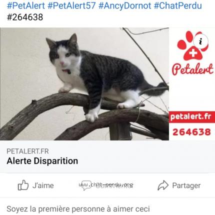 Jack Chat Perdu A Ancy Dornot Chat Perdu France