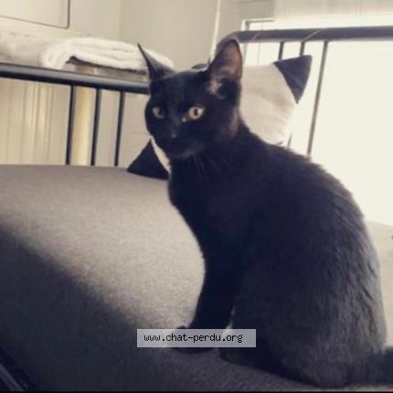 Photo 1/1 Sirius Chat perdu à Le relecq kerhuon