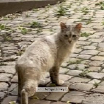 Chat Trouve A Bordeaux Chat Perdu France