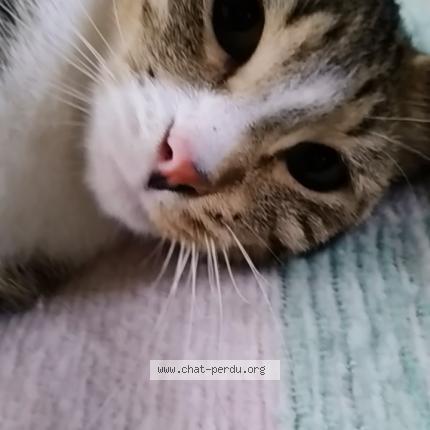 Photo 1/1 Chat retrouvé Perdu à St hilaire st mesmin