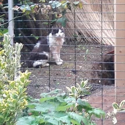 Photo 1/1 GARGAMEL Chat perdu à Seyssins