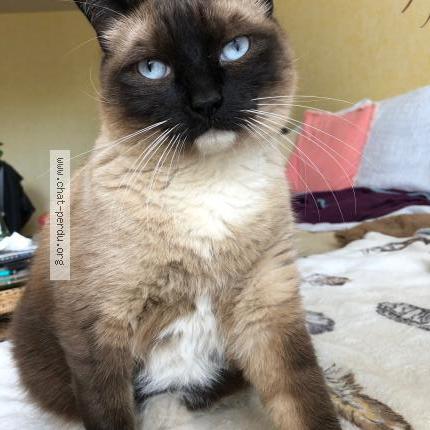 Photo 1/1 Njuskica Chat perdu à Rennes