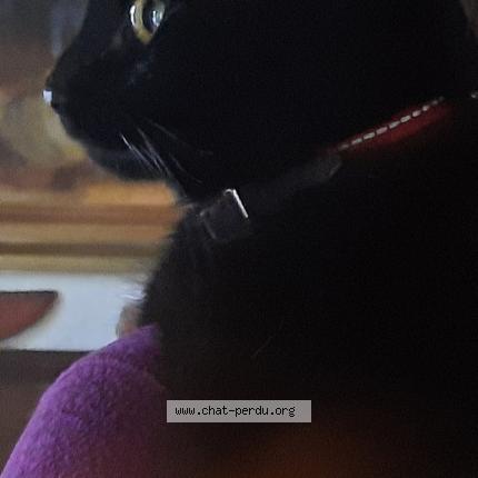 Photo 1/1 CHARLY Chat perdu à Colombier saugnieu