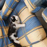 Chat Perdu Ou Trouve Dordogne 24 France Chat Perdu Ou Trouve Dordogne 24 France