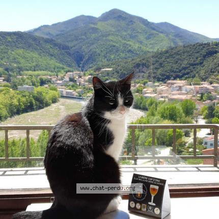 Photo 1/1 Félix Chat perdu à Amelie les bains palalda