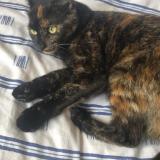 Chat Perdu Ou Trouve Loiret 45 France Chat Perdu Ou Trouve Loiret 45 France
