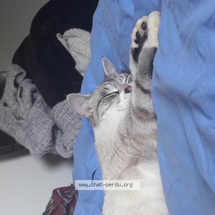 Photo 1/1 Isis Chat perdu à Bourg des comptes