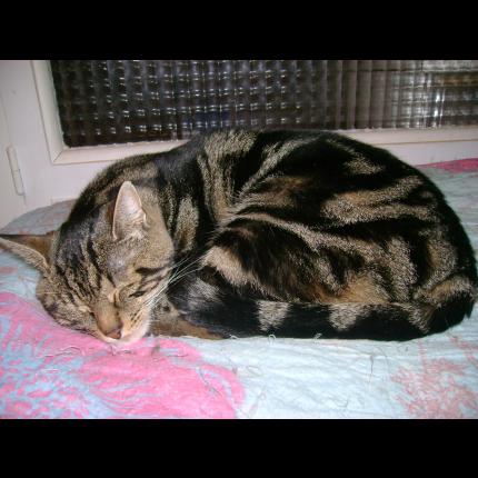Minot Chat Perdu A Boissy Sous Saint Yon Chat Perdu France Minot Chat Perdu A Boissy Sous Saint Yon Chat Perdu France