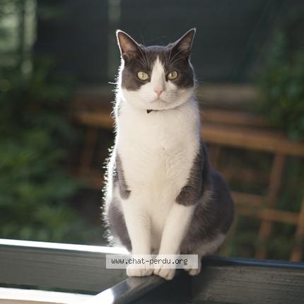 Photo 1/1 Tonno Chat perdu à Guethary